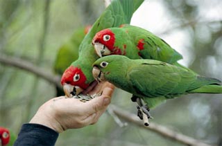 Инстинкты домашнего попугая