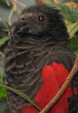 Щетиноголовый попугай 