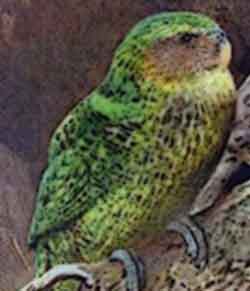 Совиный попугай (какапо)