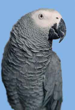 Тупохвостый попугай (жако) 