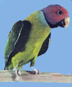 Сливоголовый попугай (самец)