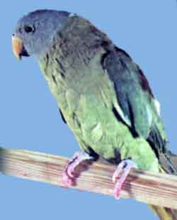 Сливоголовый попугай (самка)