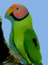 Розовоголовый попугай