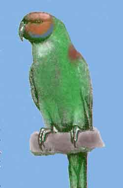 Красноголовый ожереловый попугай 