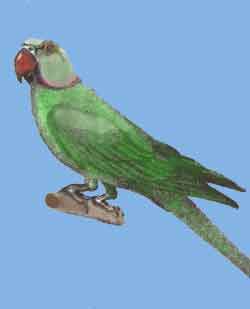 Ожереловый попугай Крамера 