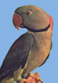 Кольчатый или ожереловый попугай (благородный)