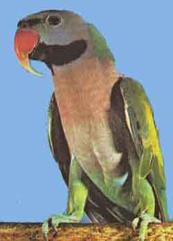 Розовогрудый попугай (самец)