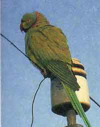 Индийский подвид ожерелового попугая Крамера