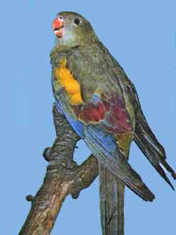 Роскошный попугай (горный)