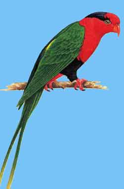 Папуанский украшенный лори или попугай Стеллы