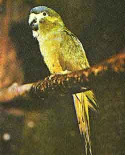 Синелобый карликовый ара