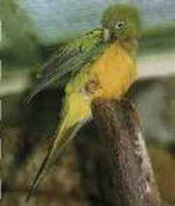 Кактусовый попугай или кактусовая аратинга