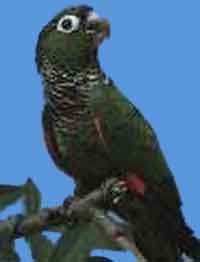 Чернохвостый попугай