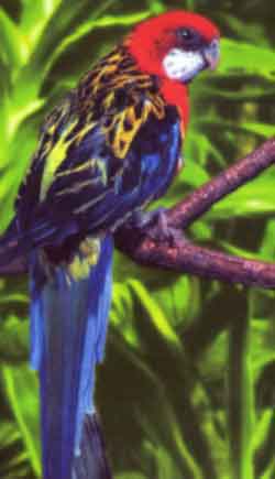 Розелла (плоскохвостый попугай)