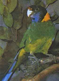 Воротничковый попугай 