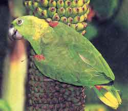 Суринамский амазон 