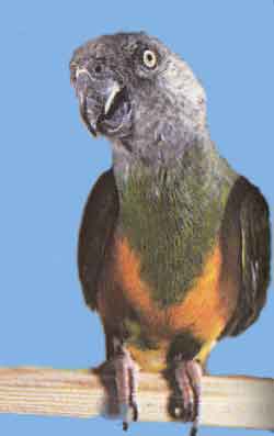 Длиннокрылый попугай (сенегальский)