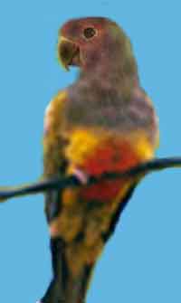 Патагонский или скалистый попугай 