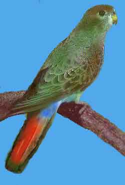 Пестрохвостый попугай (пурпурнохвостый)