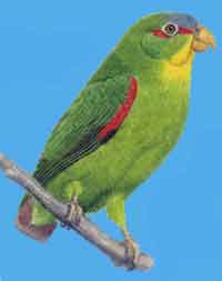 Краснокрылый или синелобый попугайчик 