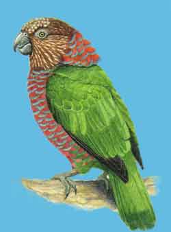 Веерный попугай