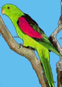 Тиморский попугай