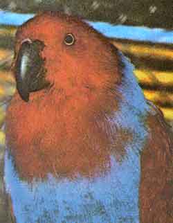 Двухцветный попугай