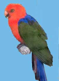 Амбоинский попугай