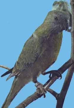 Певчий попугай