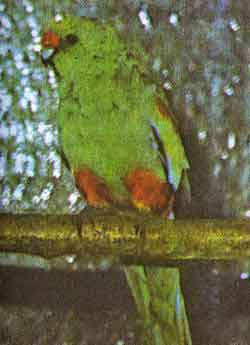 Многоцветный или пестрый попугайчик 