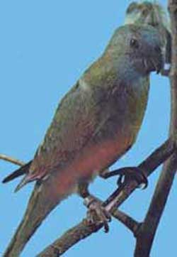 Краснобрюхий попугай 
