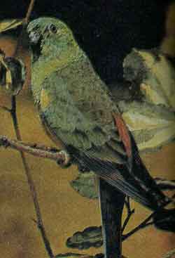 Травяной попугайчик