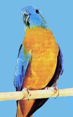 Лазурный травяной попугайчик (самец)