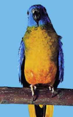 Лазурный травяной попугайчик (оранжевобрюхий подвид)