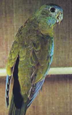 Лазурный травяной попугайчик (самка)