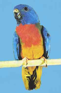 Глянцевый, или красногрудый травяной попугайчик 