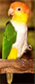 Белобрюхий, желтошапочный или рыжеголовый попугай 