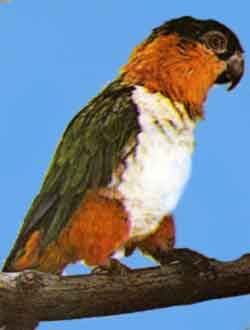 Черношапочный или черноголовый попугай