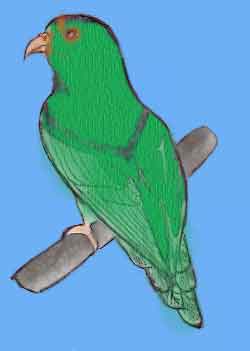 Чорой или тонкоклювый попугай