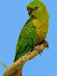 Длинноклювый попугай (изумрудный)