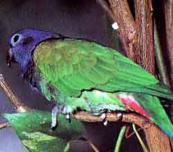 Бразильский черноухий попугай