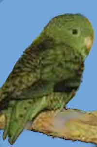 Толстоклювый попугай Катерина