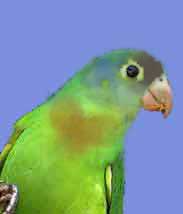Коричневогорлый попугай 