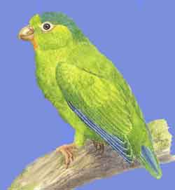 Синекрылый или кобальтовокрылый попугай