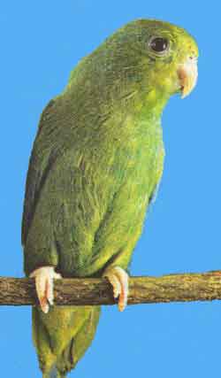 Воробьиный попугайчик