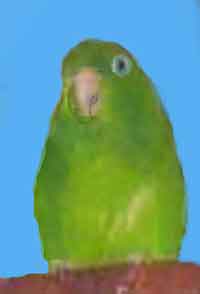 Очковый воробьиный попугай 