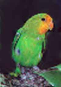 Желтолицый воробьиный попугай 