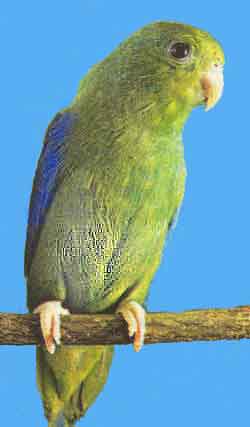 Синегузочный попугайчик